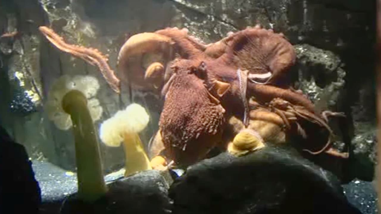 <h3 class="cms-H3-H3">Moretones son "normales"</h3>
<br>
<br>Los videos de Britney Taryn, en los que se ve 
<b>el brazo de su hijo cubierto de moretones, superaron las tres millones de reproducciones</b>. Aunque la madre ha evitado calificar el incidente como un ataque, sí cuestiona 
<b>la falta de advertencias por parte del acuario sobre lo que puede pasar al interactuar con estos animales</b>. Alega que hasta ahora, San Antonio Aquarium no ha respondido directamente a sus preguntas. Sin embargo, publicó en TikTok dos videos donde una empleada explica que
<b> las marcas son normales, no peligrosas, y desaparecen entre siete y 14 días.</b> “Te prometo que no es un grito de ayuda”, dijo la trabajadora, mientras el mismo pulpo enroscaba sus tentáculos en su brazo. En otro video, aseguró que el tanque está abierto porque 
<b>los pulpos son inteligentes y felices con sus juguetes y dieta variada.</b> “Nunca hemos tenido una fuga”, afirmó.