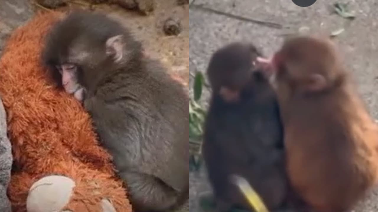 ¡Punch ya tiene ‘novia’!: el mono más viral y famoso es captado en ‘romántica’ compañía