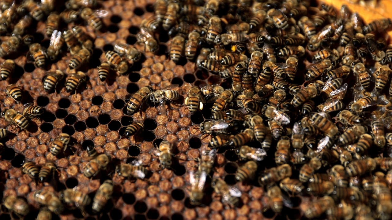 Cerca de 100 estudiantes son picados por abejas en regreso a clases, 56 llevados al hospital