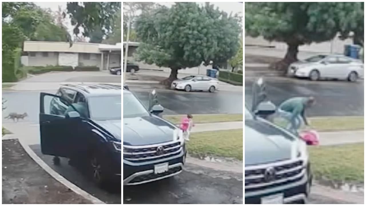 Niña es atacada por coyote en el jardín de su casa en Los Ángeles; su padre le salvó la vida