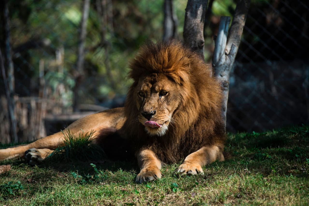 El padre Maucho, vigila a sus retoños en todo momento./Martin Bernetti.
