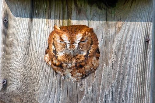 El "búho cornudo" es uno de los raptores más grandes, poderosos de América del Norte. Es uno de los búhos más fáciles de observar porque es grande, relativamente común y, a menudo, bastante vocal.