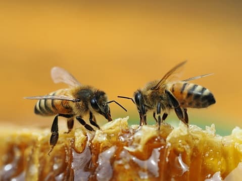 <b>Abejas: </b>Las colmenas de abejas son reconocibles por su apariencia cerosa distintiva.