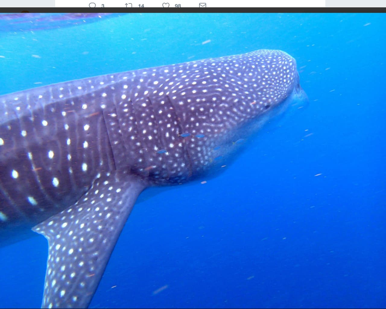 Evite entrar al agua en la noche, al atardecer o en la madrugada: estás son las horas preferidas por los tiburones para alimentarse. Además pueden ver a las personas más fácil en la oscuridad, que nosotros a ellos.
<br>