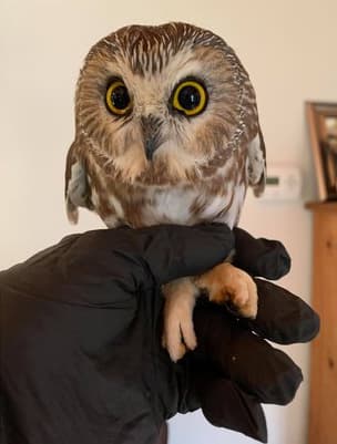 Al parecer, se trata de un 
<i>tecolote afilador,</i> que es la lechuza más pequeña que visita regularmente el área de la ciudad de Nueva York, informa Gothamist.