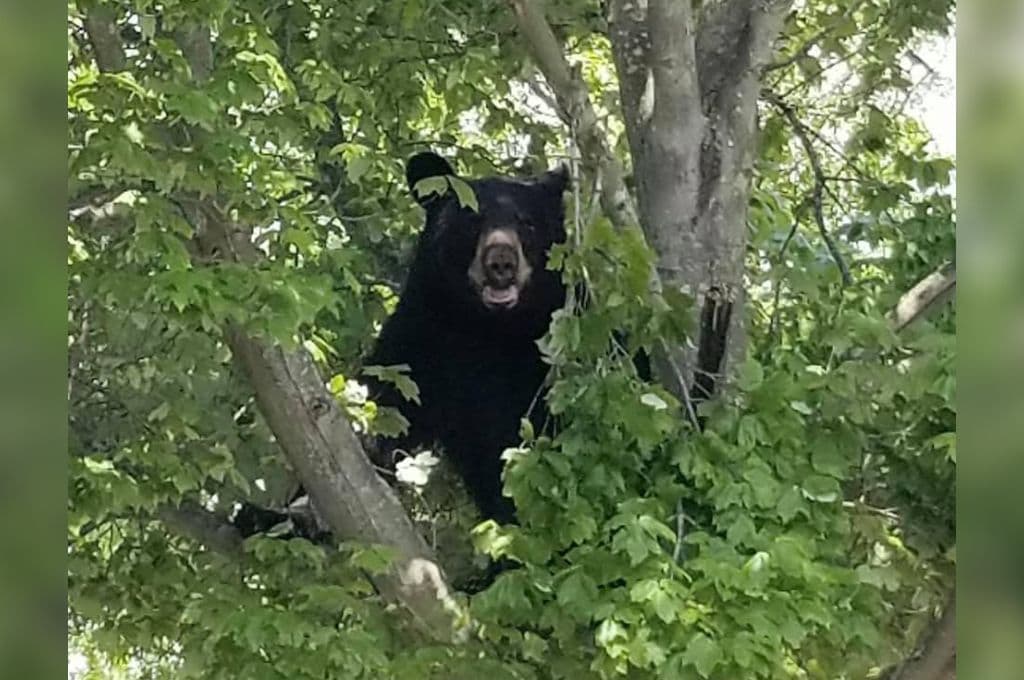 Osos en la mira: va Nueva Jersey por la caza de unos 600 ejemplares