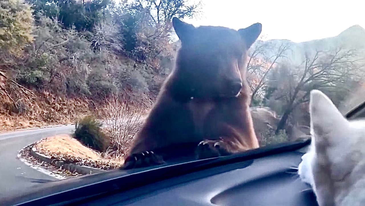 Un oso sorprende a excursionista en el Parque Nacional Sequoia de California