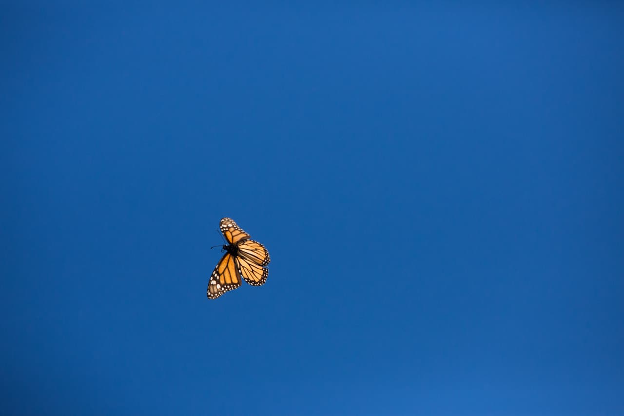 Las mariposas que sobrevivan empezarán a volar de regreso a EEUU en unos días.
