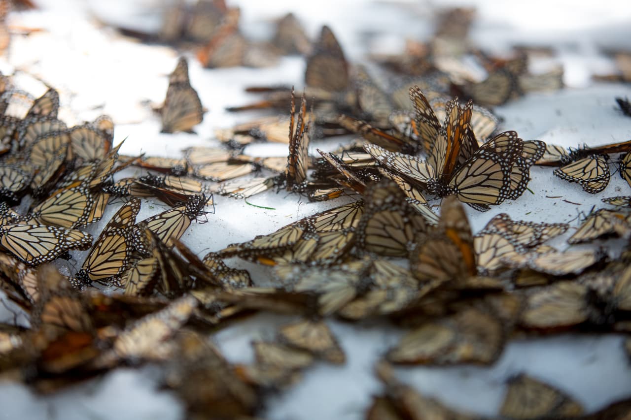 Una tormenta de viento y nieve golpeó entre el 8 y el 9 de marzo de 2016 los santuarios de la mariposa monarca en México.