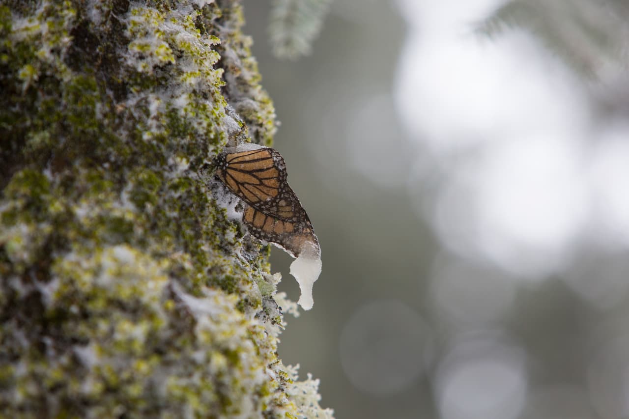 A migrating butterfly confronts the great snowstorm in Mexico