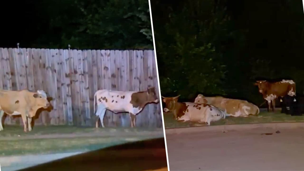 Elizabeth Faz, vecina de Grand Prairie, se llevó una sorpresa al ver a varias vacas en su vecindario.