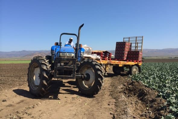 Los tractores transportan el producto, pero la mayoría de las cosechas en California se siguen haciendo a mano.