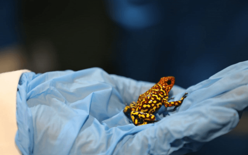 En la actualidad, las ranas están en una zona de cuarentena, completamente aisladas en contenedores que les ofrecen las temperaturas de su hábitat natural.