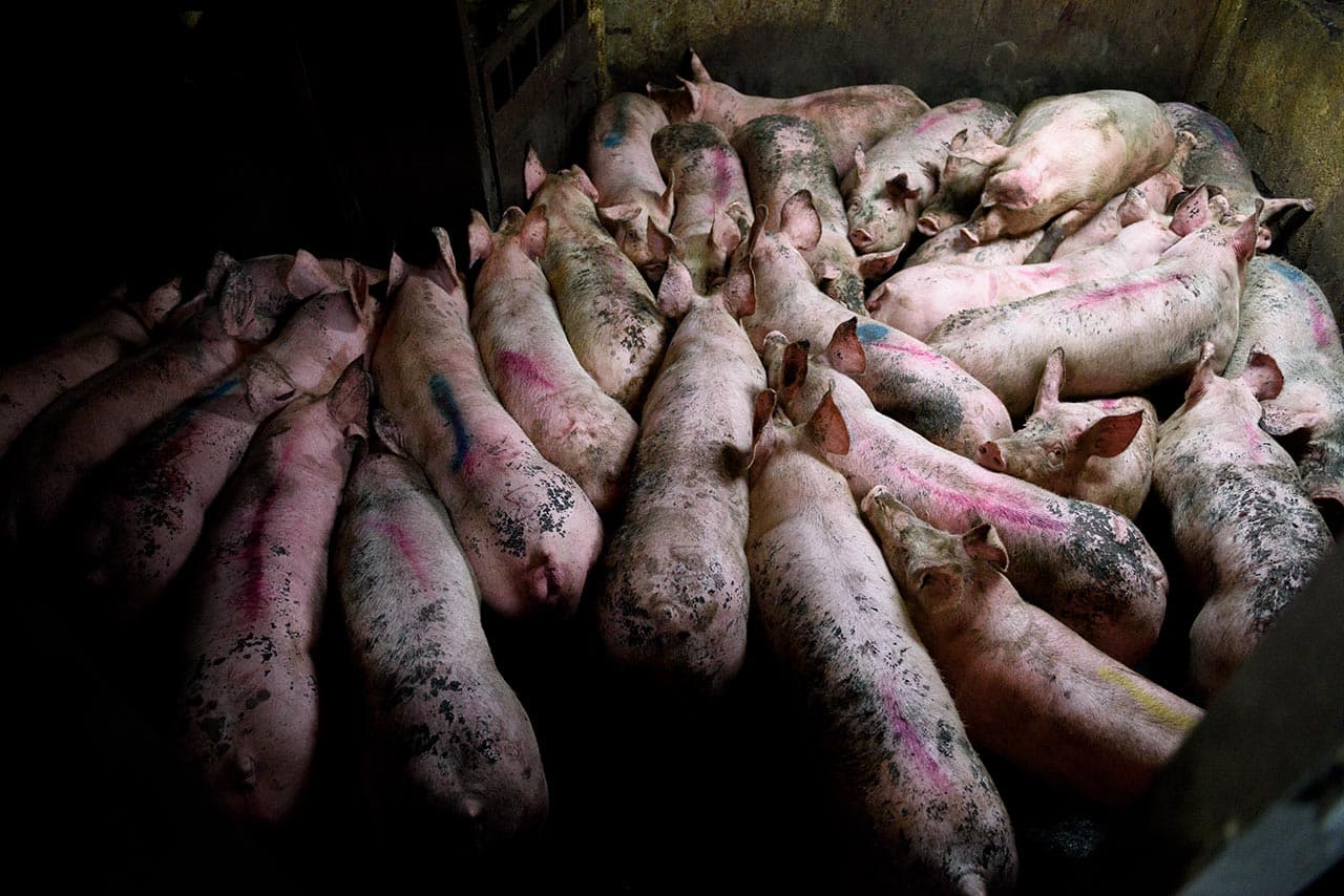 Módulo previo a la zona de sacrificio.
<i>Atizapan (Estado de México), 2016.</i>