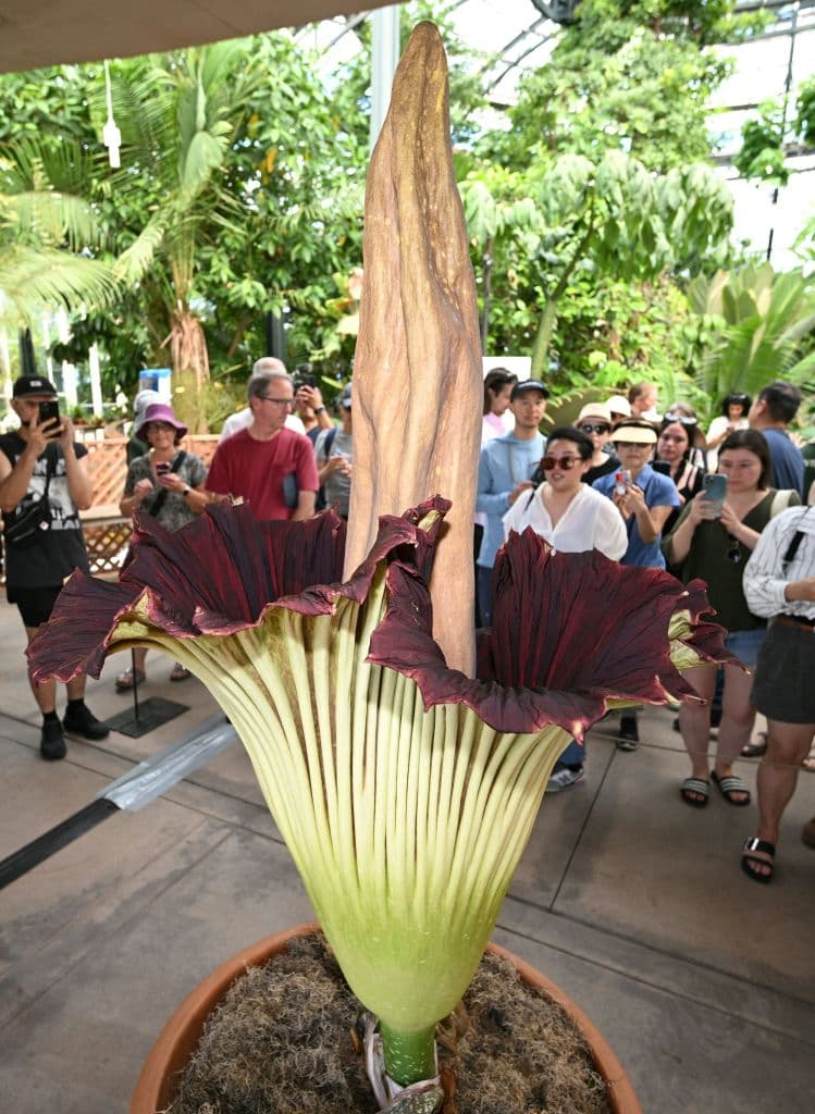 La planta Amorphophallus titanum o flor cadáver es una extraordinaria rareza, nativa de Indonesia. La de San Marino recibe cuidados y atención en la sección del Jardín Botánico, en las instalaciones históricas de
<b><a href="https://www.univision.com/local/los-angeles-kmex/huntington-library-jardin-botanico-arte-california-paseo-fotos" target="_blank">Huntington Library. </a></b>