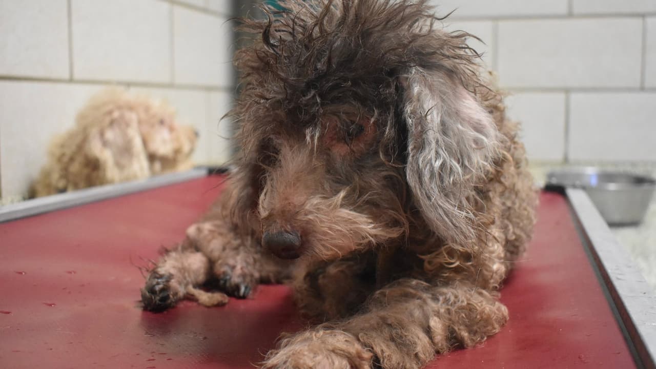 Este cachorro había perdido el ojo derecho.