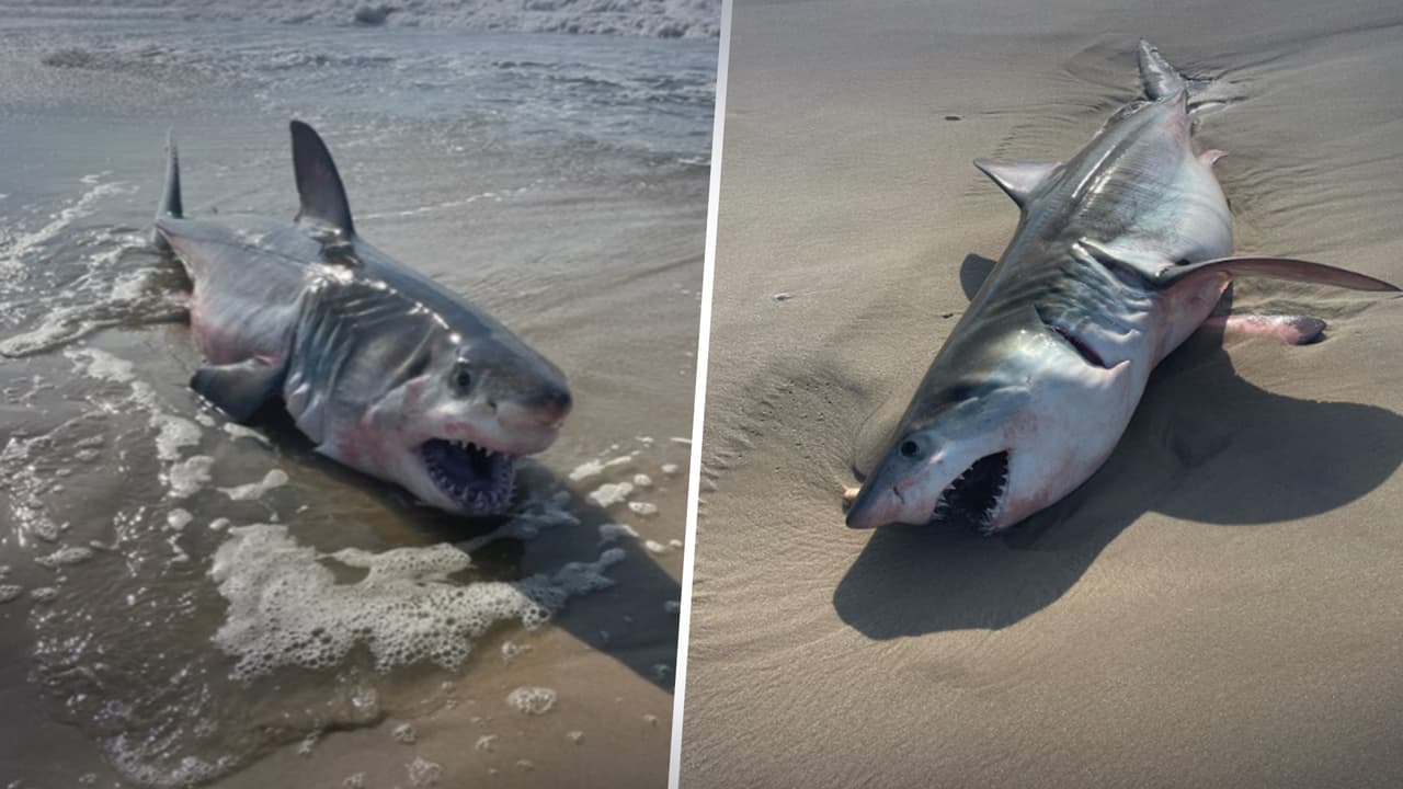El Departamento de Policía de Quogue Village, Long Island, informó a la población sobre el 
<a href="https://www.univision.com/local/nueva-york-wxtv/policia-quogue-village-nueva-york-avistamiento-tiburon-blanco-playa" target="_blank">avistamiento de un tiburón blanco joven en Ocean Beaches</a>, el miércoles 20 de julio.
