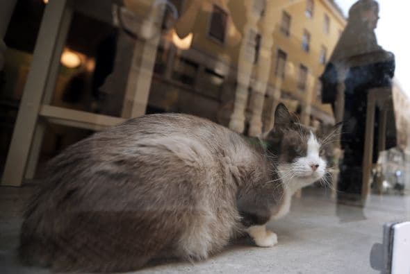 Andrea rescató a varios gatos de la calle abandonados o lastimados para llevarlos al café en el que se les dan cuidados, comida, resguardo y todo lo que necesiten, además de que estarán rodeados de personas que los mimen.