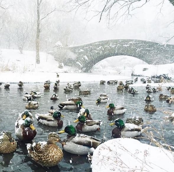 Estas son imágenes del sábado en la mañana en Central Park y zonas aledañas.