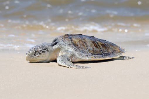 La tortuga lora de Kemp fue incluida en la lista de especies en peligro de extinción en 1970. A lo largo de los siglos, la gente ha cosechado los huevos y ha matado a las tortugas por su carne y su piel parecida al cuero.