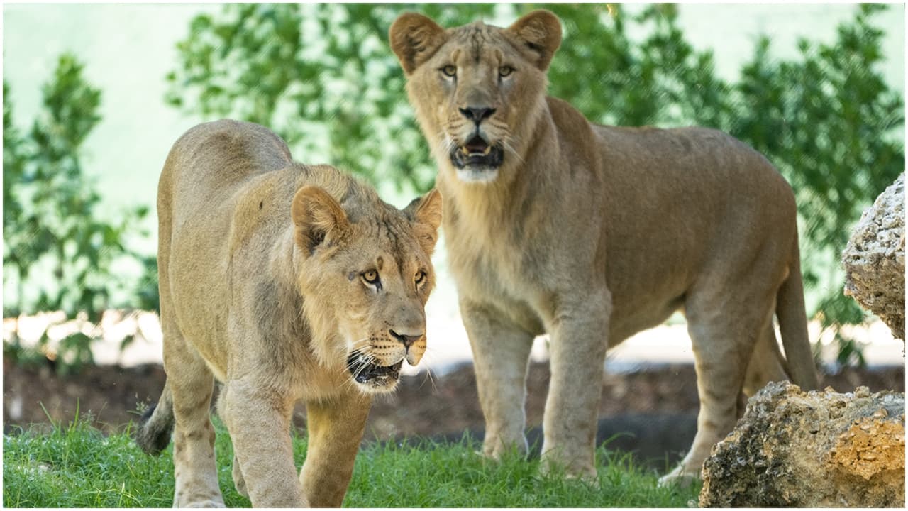 Azizi y Jasiri disfrutaron del cálido clima de Miami