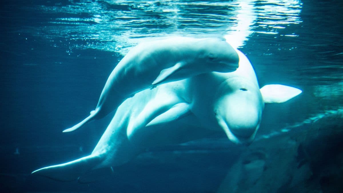 Video muestra el nacimiento de una ballena beluga en el Acuario de Georgia