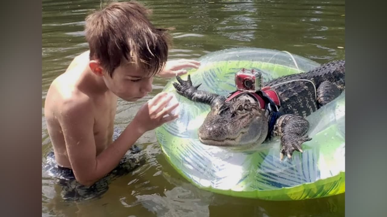 Se llama WallyGator, es un caimán de apoyo emocional y está nominado para 'America's Favourite Pet' 