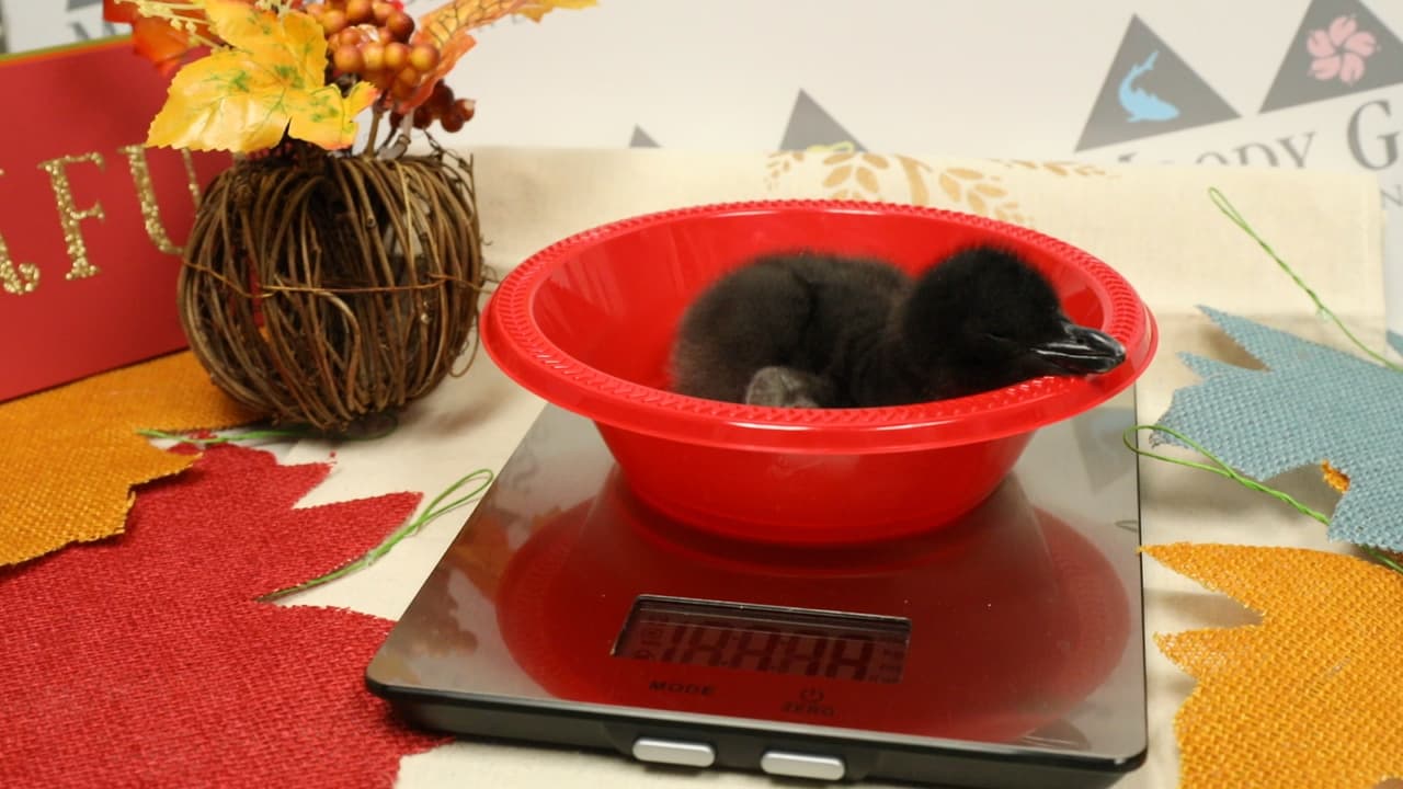 En el Moody Gardens están otros tipos de pingüinos como los Gentoo, Chinstrap, King y Rockhopper.