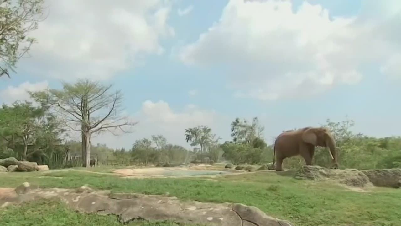 Cuatro empleados del zoológico de Miami se contagian con coronavirus