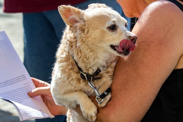 La larga lista de enfermedades parasitarias que transmiten los animales