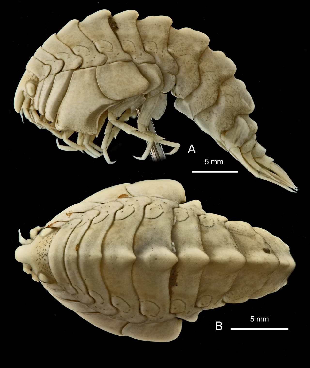 Tiene solo cinco centímetros de largo y es una de las muchas especies de invertebrados que vive en las aguas heladas del Antártico.