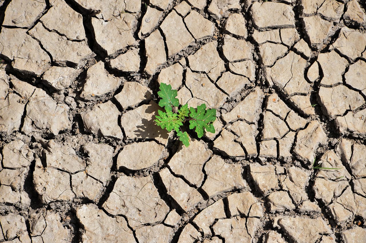 Día de la Tierra: ¿Por qué se conmemora y cómo surgió? Te explicamos