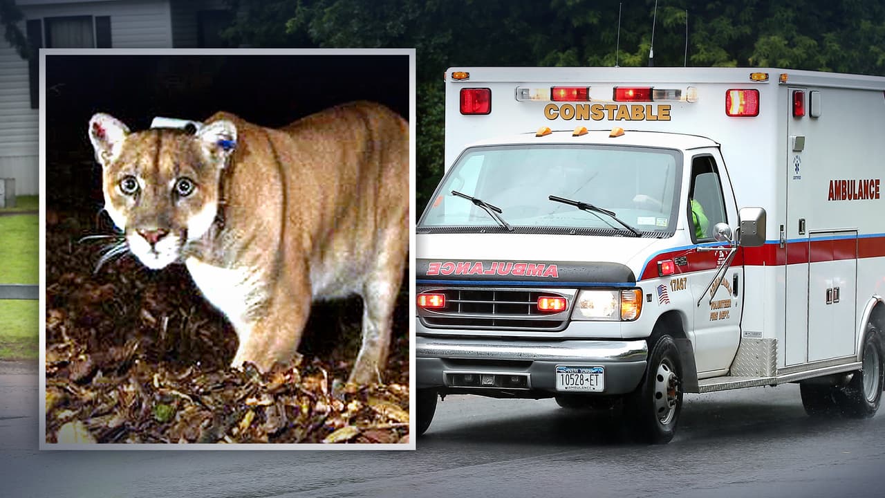 Un león de montaña ataca a dos mujeres en Utah: ¿Cómo te puedes proteger de un animal salvaje?