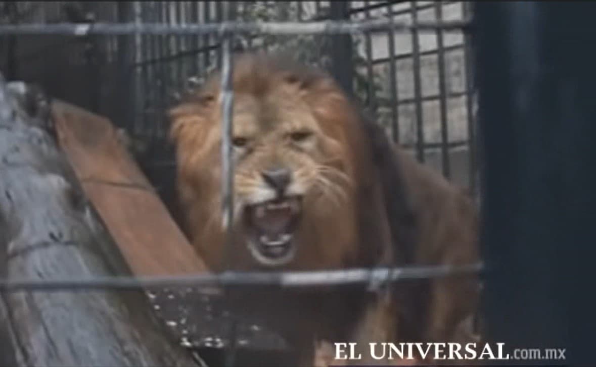 En esa vivienda había leones, panteras, tigres, un hipopótamo y un mono. Una piscina en el centro de unas cabañas estaba adornada con finos acabados en madera y piedra, estatuas y la réplica de una armadura de caballero medieval. Un puente colgante llevaba a un cuarto de sauna en forma de caverna.