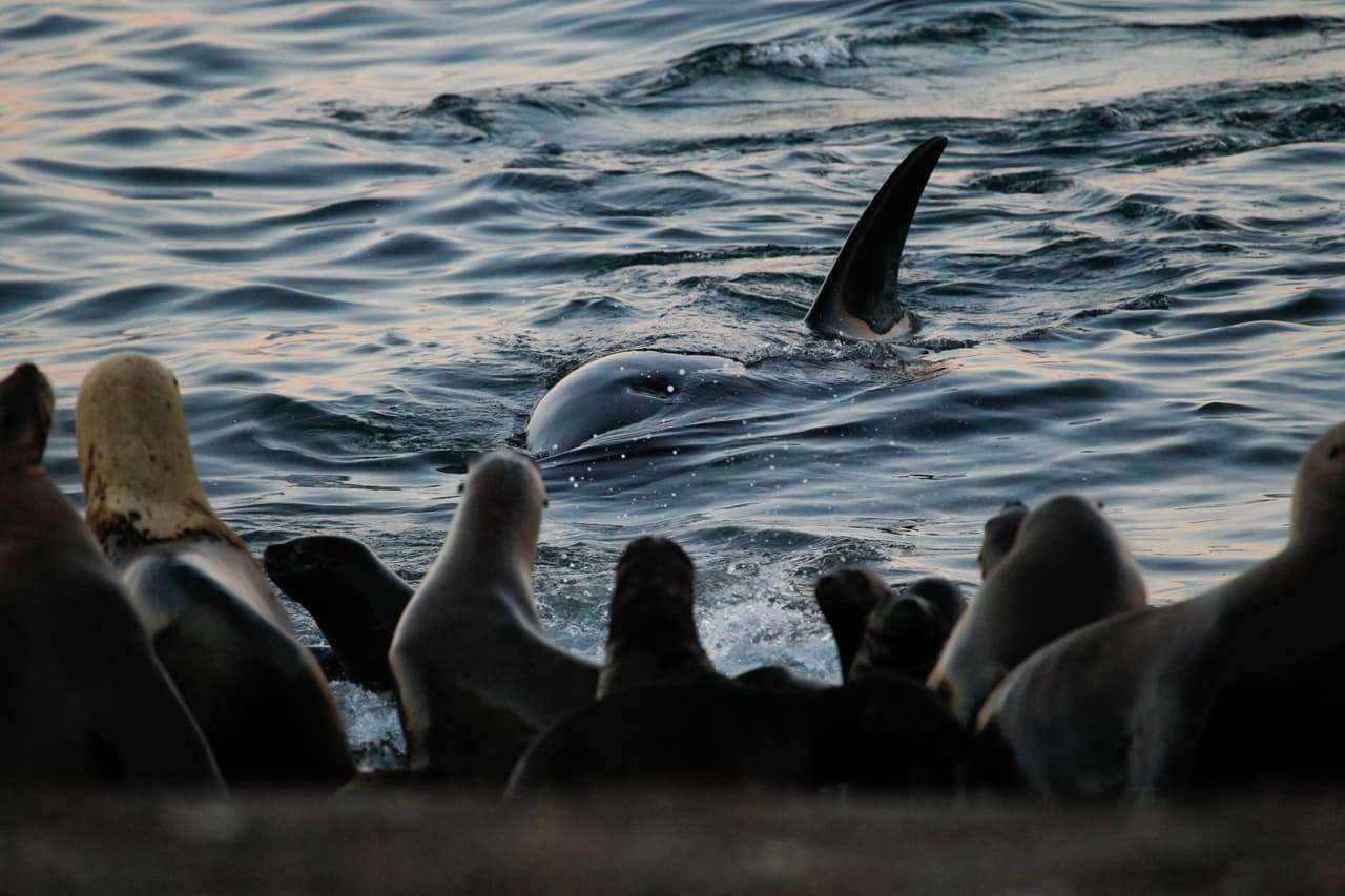 Se los suele comparar con los lobos por sus estrategias coordinadas para la caza. Una de sus técnicas es el varamiento intencional que se observa típicamente en las playas de Península Valdés, en Argentina. En el caso de estas imágenes, puntualmente en la playa Punta Norte. El único otro registro en la historia ha sido en las islas Crozet, en el océano Índico, hace años en una zona remota y difícil de acceder.