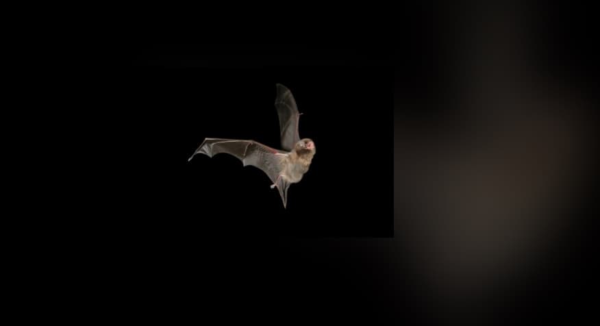 Si los murciélagos transmiten tantos virus, ¿por qué no acabamos con ellos?
