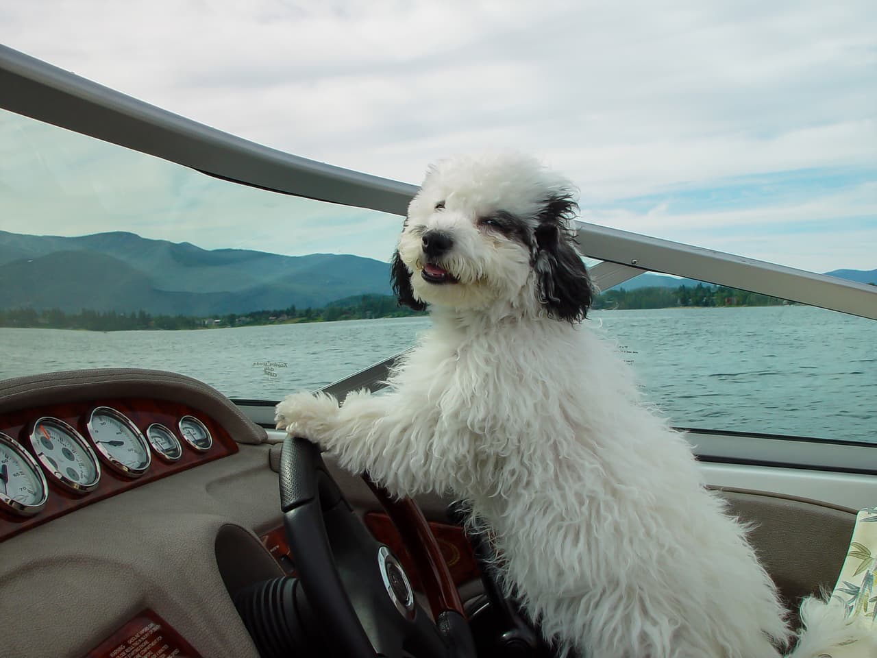 <b>‘Permiso para conducir’</b>
<br>
<br>“Esta es Lucy, mientras navegaba en nuestro lago de Idaho decidió tomar el volante, y lo hizo muy bien”, bromea la fotógrafa.
<br>