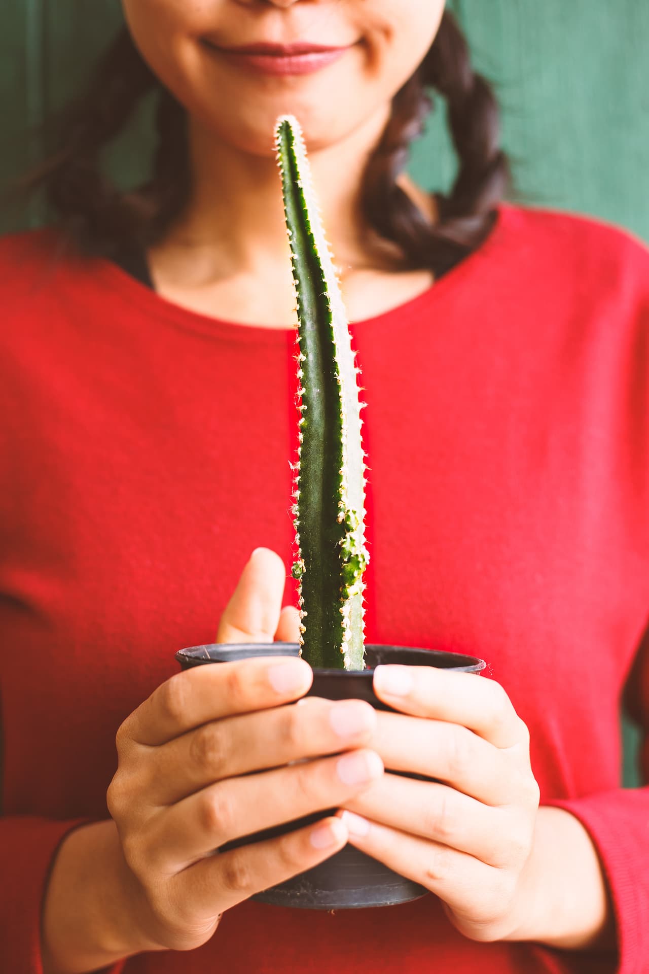 Y es que en las condiciones adecuadas, los cactus pueden mantenerse lindos y saludables, así que no hay pretexto para no tenerlos.