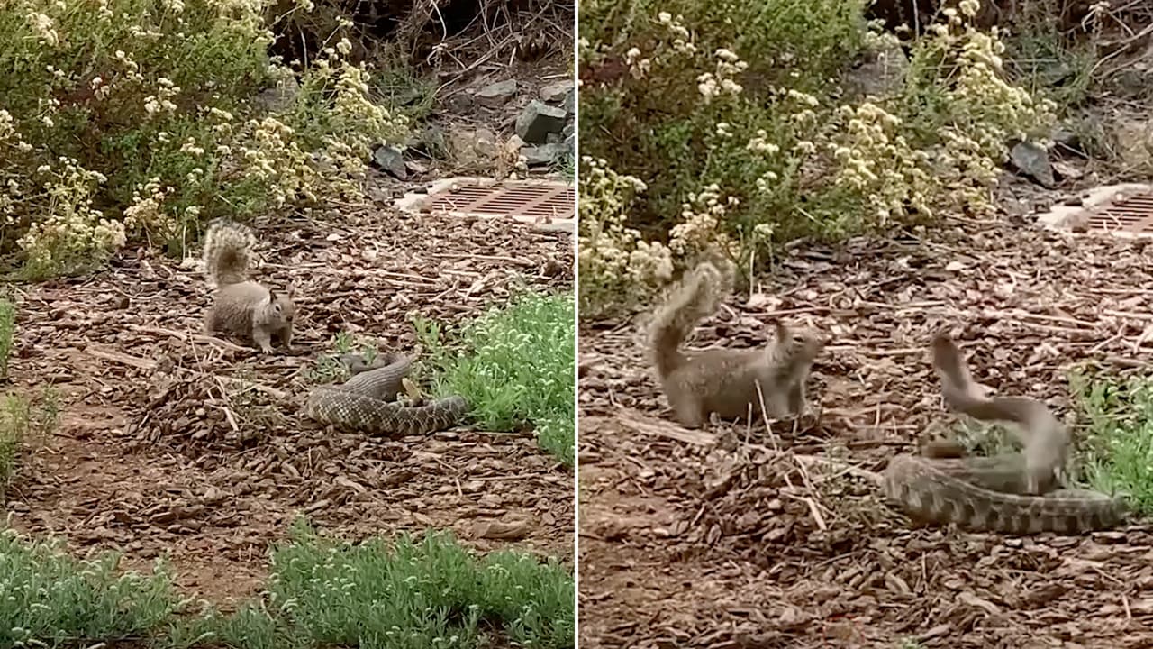 Pelea entre ardilla y serpiente de cascabel sorprende a expertos en refugio de vida silvestre de San Diego