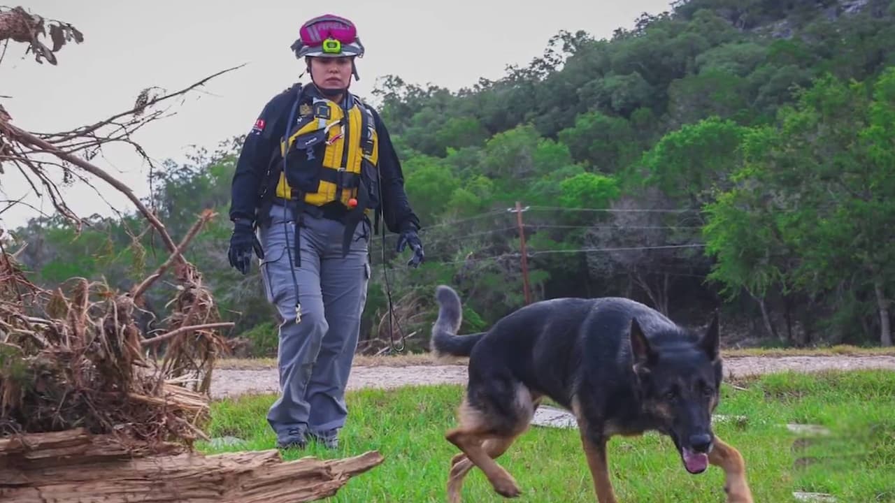 Perros rescatistas: los héroes de cuatro patas que buscan a víctimas de las inundaciones en Texas