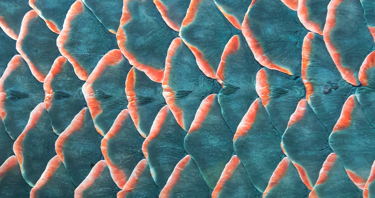 ¿Es este un vistoso platillo con hojas de alcachofas o una obra de arte con pétalos de rosas? No es ninguna de estas. Estas son las escamas de un pescado.