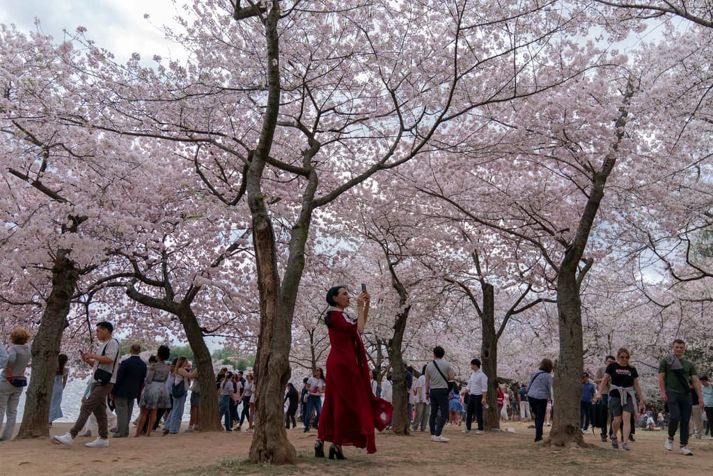 Los árboles podrían exhibir sus flores durante las próximas dos semanas, pero las lluvias complicaban la tarea a los 'cherry blossoms'.