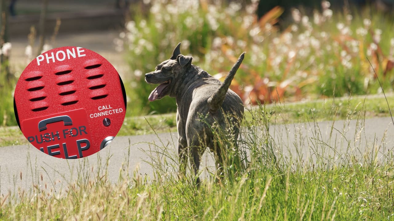 Sabes qué pasos seguir para reportar a un perro suelto. Aquí te lo explicamos