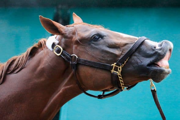 Espinoza tratará de mantener la cabeza del potro erguida y apuntada al frente. Asimismo, buscará que acelere algo desde que se abra la puerta.