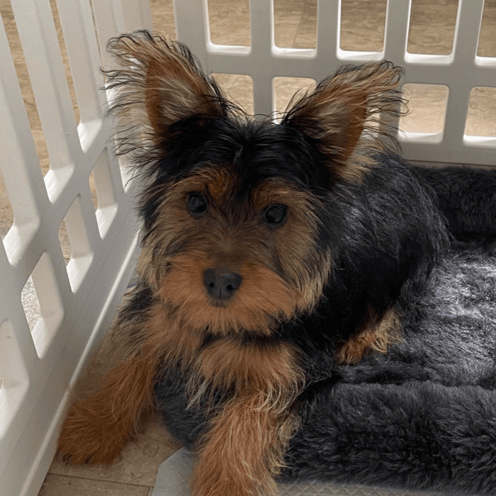Oti, el Yorkie de la familia Cabrera, es una "alfombrita" por su abundante pelaje. Es el "pequeño de la casa", solo tiene 5 meses de edad.