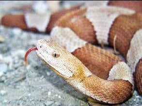 <b>Copperheads</b> 
<br>Broadbanded copperhead 
<br>
<br>Mide
<b> </b>aproximadamente dos pies de largo, ampliamente dispersa en el centro y oeste de Texas.