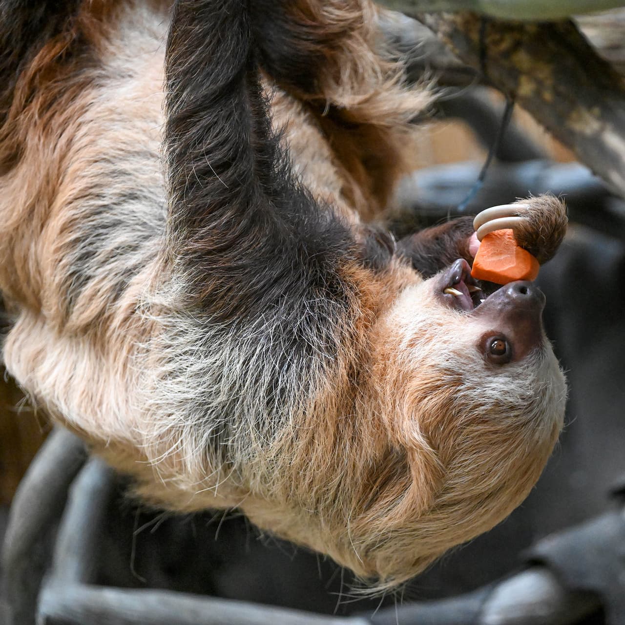 Raisin, un perezoso de dos dedos del zoológico de Brookfield, recibió una batata en forma de corazón para celebrar el Día de San Valentín.