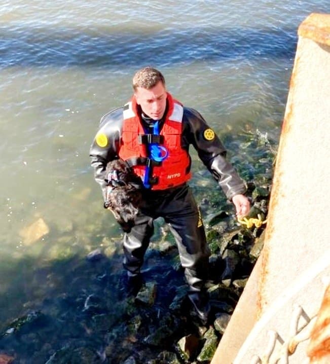 BeBe un cachorro de 4 meses y rescatado de Antigua, caminaba la mañana del sábado con su amo por el muelle del Pier 17 en Manhattan cuando decidió emprender una gélida aventura en el río.