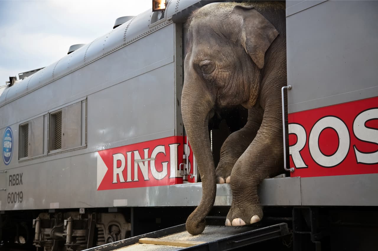Hay más de 300 personas que van con el circo Ringling Bros. y Barnum & Bailey. Provienen de 25 países diferentes y familias de varias generaciones de circo Sólo ellos pueden entender el estilo de vida. Pasan 44 semanas del año viajando un promedio de 20.000 millas de costa a costa en un tren. Su trabajo consiste en convencer al mundo de que el circo sigue siendo importante.