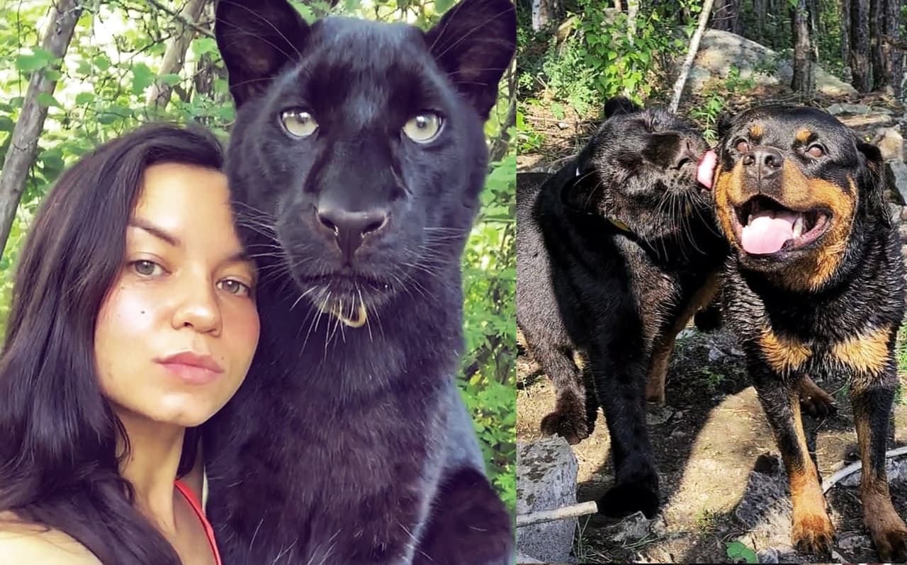 Chica adopta a una cría de pantera a punto de morir, el amor que se tienen te conmoverá